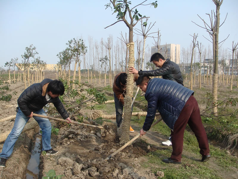 恒源建机组织员工积极开展三月植树节公益活动